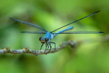 Fototapeten Macro shots, Beautiful nature scene damselfly.    © blackdiamond67
