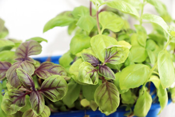 Microgreens grow in a container on the windowsill, healthy eating, growing plants at home