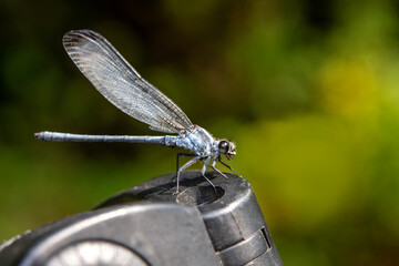 Macro shots, Beautiful nature scene damselfly.   