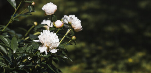 Close-up of blooming white peonies. Peony flowers and buds in the spring garden. Green natural background. A blooming garden. Beautiful bokeh.