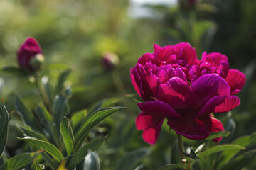 Close-up of blooming pink peonies. Peony flowers and buds in the spring garden. Green natural background. A blooming garden. Beautiful bokeh.