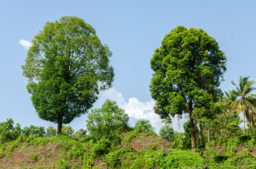 Oval shaped large twin trees on a hillside