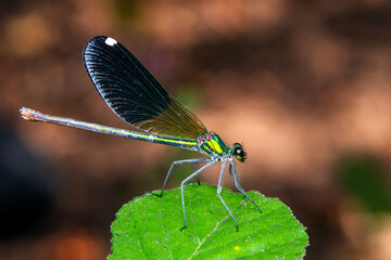 Macro shots, Beautiful nature scene damselfly.   