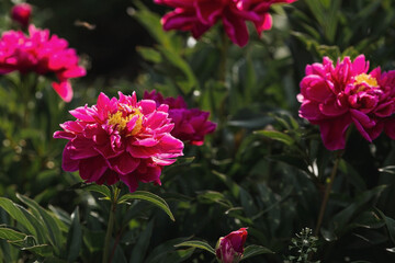 Fototapeta premium Close-up of blooming pink peonies. Peony flowers and buds in the spring garden. Green natural background. A blooming garden. Beautiful bokeh.