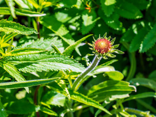 Echinacea angustifolia flowers blooming in spring in the botanical garden in Nitra in Slovakia