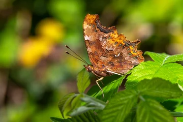 Fototapeten Macro shots, Beautiful nature scene. Closeup beautiful butterfly sitting on the flower in a summer garden. © blackdiamond67