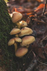 High angle view of Hypoloma Fasciculare mushroom