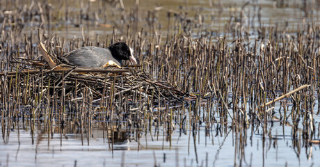 eurasian coot on nest between dry plants