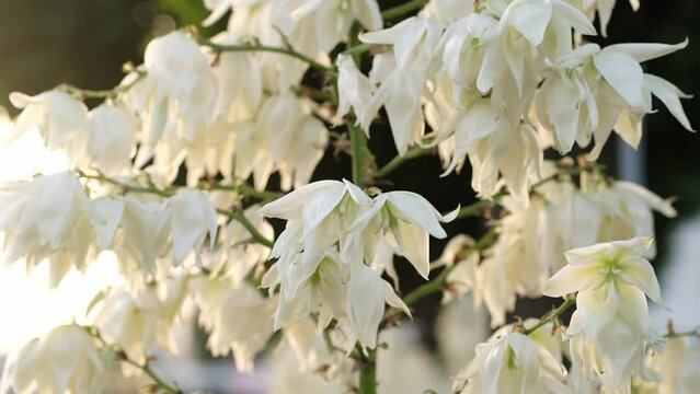 White flowers of Yucca filamentosa plant or Adam&rsquo;s needle , in a garden in a sunny summer day, beautiful outdoor floral background.