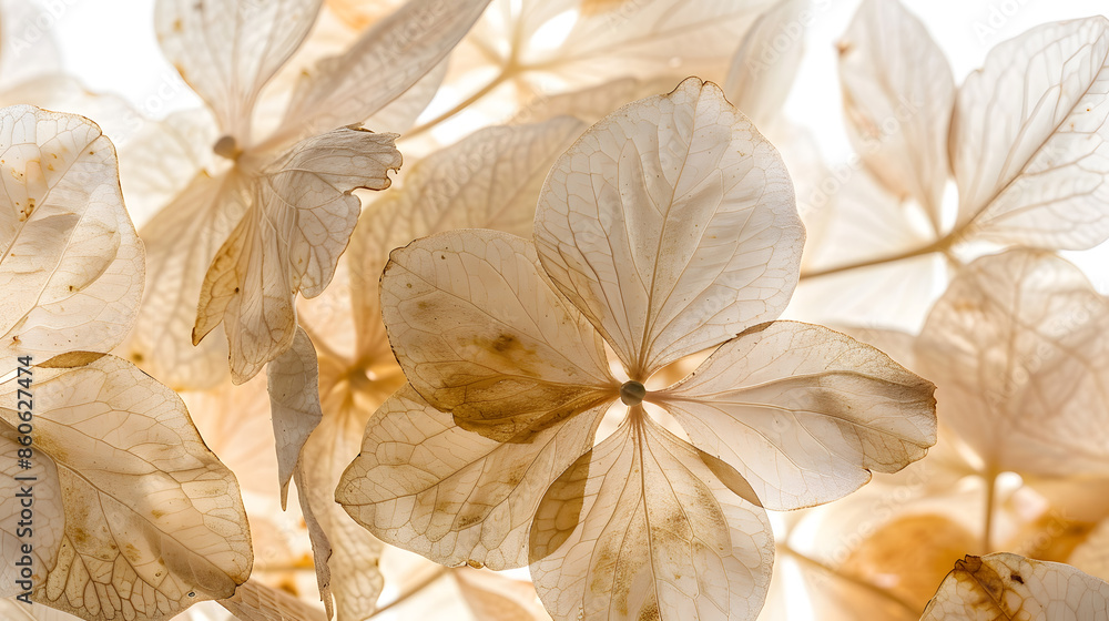 Poster macro closeup of dried dry delicate skeleton leaves petals of hydrangea flowers blooms isolated on w