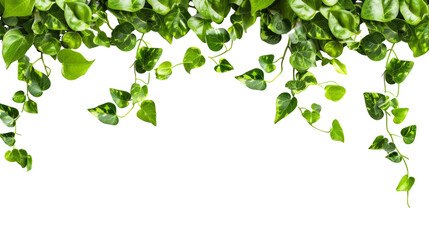 Obraz premium Green hanging vine leaves on white background. Lush green vine leaves isolated on white, creating a natural and refreshing border. Perfect for spring or nature-themed designs.