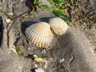 Muschel im niedersächsischen Wattenmeer der Nordsee bei Ebbe