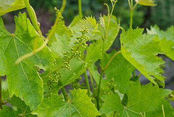 Wild wine with young vines