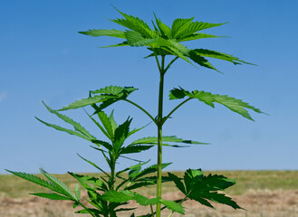 Hemp plant (Cannabis)