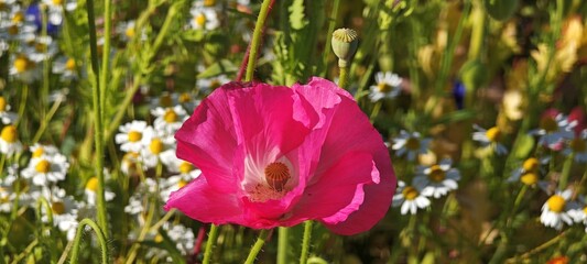 Pinkfarbene Mohnblüte