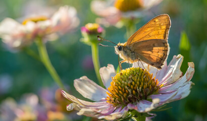 Obraz premium Brown Elfin butterfly on a flower with blurred background