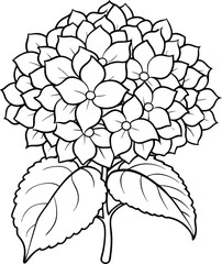 Hydrangeas plant silhouette vector illustration design