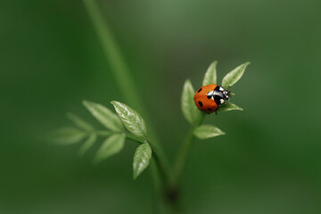 Ladybug on a green leaf, blurred green background. Macro image. Beauty of nature.