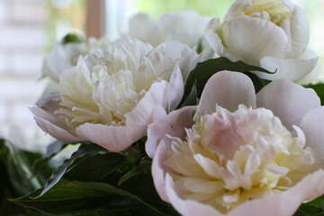 Blurred floral background. A bouquet of white peonies.