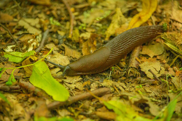  Spanish slug Arion vulgaris snail crawls