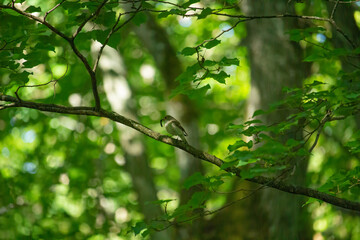 black and white european pied flycatcher.