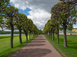 Lime alley and dirt track. Summer landscape in the Kuskovo estate