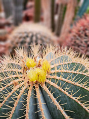 Beautiful golden yellow flowers of Ferocactus glaucescens barrel cactus.