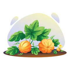 Two pumpkins in a garden bed, pumpkin vine and leaves, pumpkin flower. Bright vector illustration on the theme of autumn, harvest.