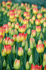field tulip suncatcher with yellow red flower leaves