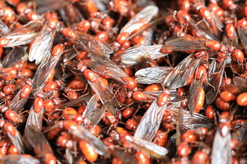 Stir-fried subterranean ants with salt; edible insects; rare food because it cannot be fed or bred; Thai native cuisine, Northern cuisine, and Lanna cuisine In Thailand's north