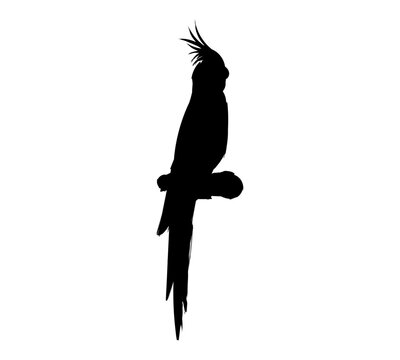 recommend clip art: perched parrot silhouette