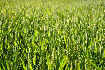 green wheat field