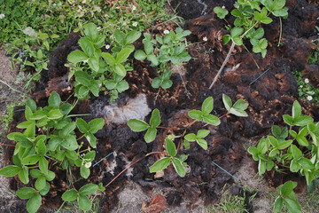 Soil covered with sheep's wool to protect young strawberry plants from snails and drying out
