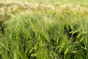 green wheat field