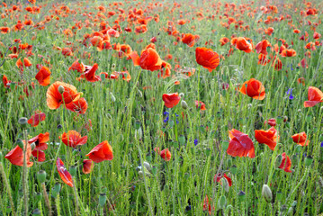 field of poppies