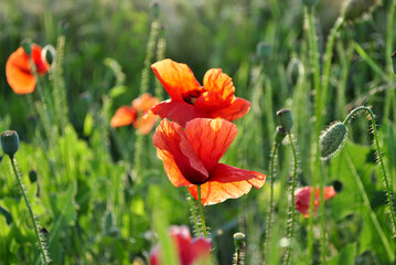poppy flowers in field