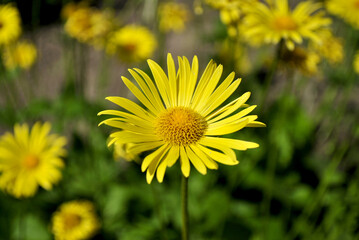 yellow dandelions on grass