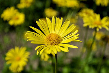 yellow flowers in the garden