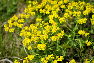 yellow flowers