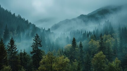 Misty mountain pine forest