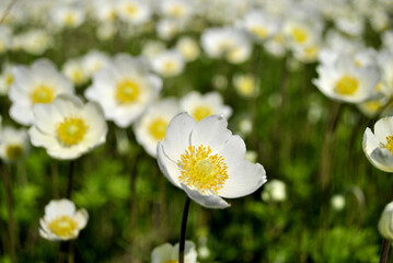 white flowers on the field