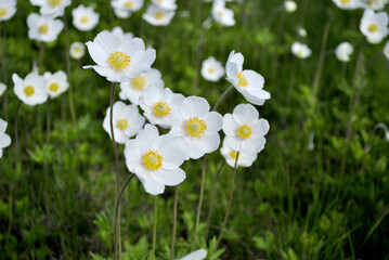 white and yellow flowers