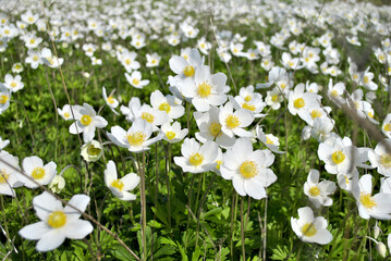 Fototapeta premium white flowers