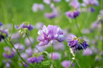 flowers in the field