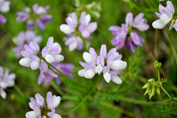 flowers in the garden