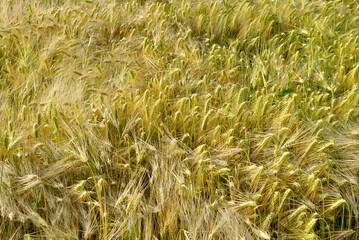 golden wheat field