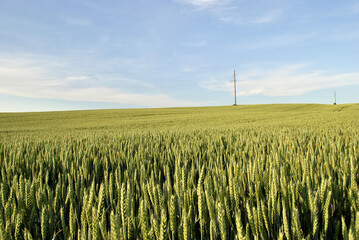 wheat field and blue sky