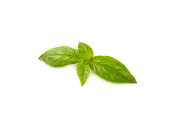 Basil isolated on white background. Fresh organic basil leaves isolated on white background. Spices. Vegan.