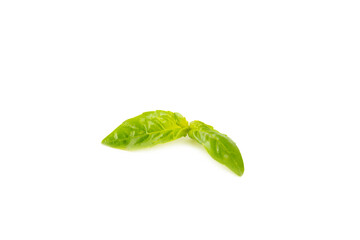 Basil isolated on white background. Fresh organic basil leaves isolated on white background. Spices. Vegan.