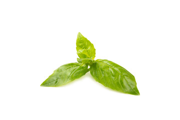 Basil isolated on white background. Fresh organic basil leaves isolated on white background. Spices. Vegan.